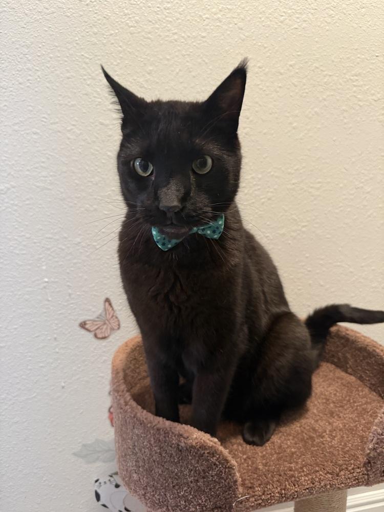 Enlarge Panther, a Adoptable mixed breed in Littleton, CO image 2/5