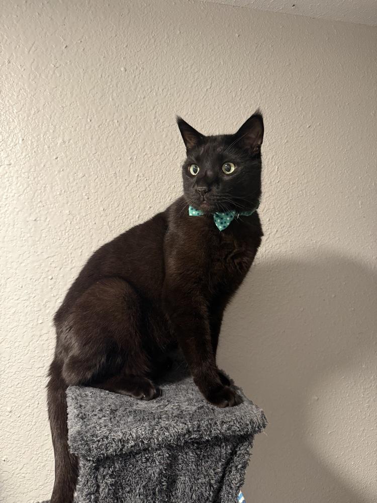 Enlarge Panther, a Adoptable mixed breed in Littleton, CO image 3/5