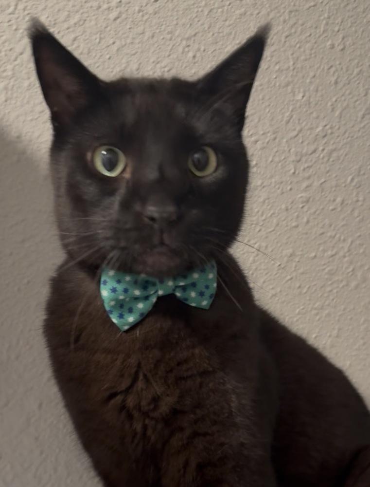 Enlarge Panther, a Adoptable mixed breed in Littleton, CO image 4/5