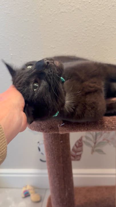 Enlarge Panther, a Adoptable mixed breed in Littleton, CO video 5/5