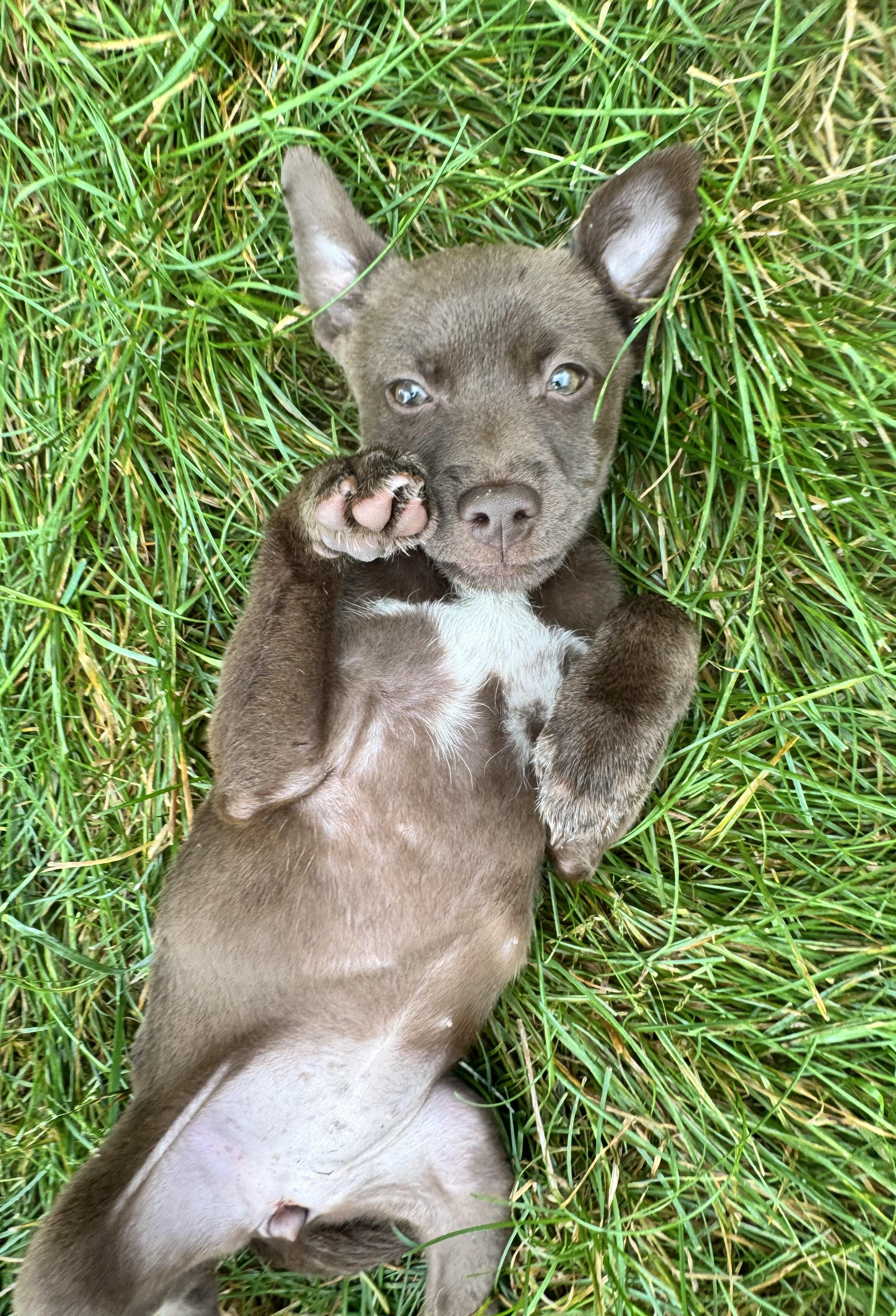 Enlarge Marina, a Adoptable mixed breed in Warrenton, VA image 1/6