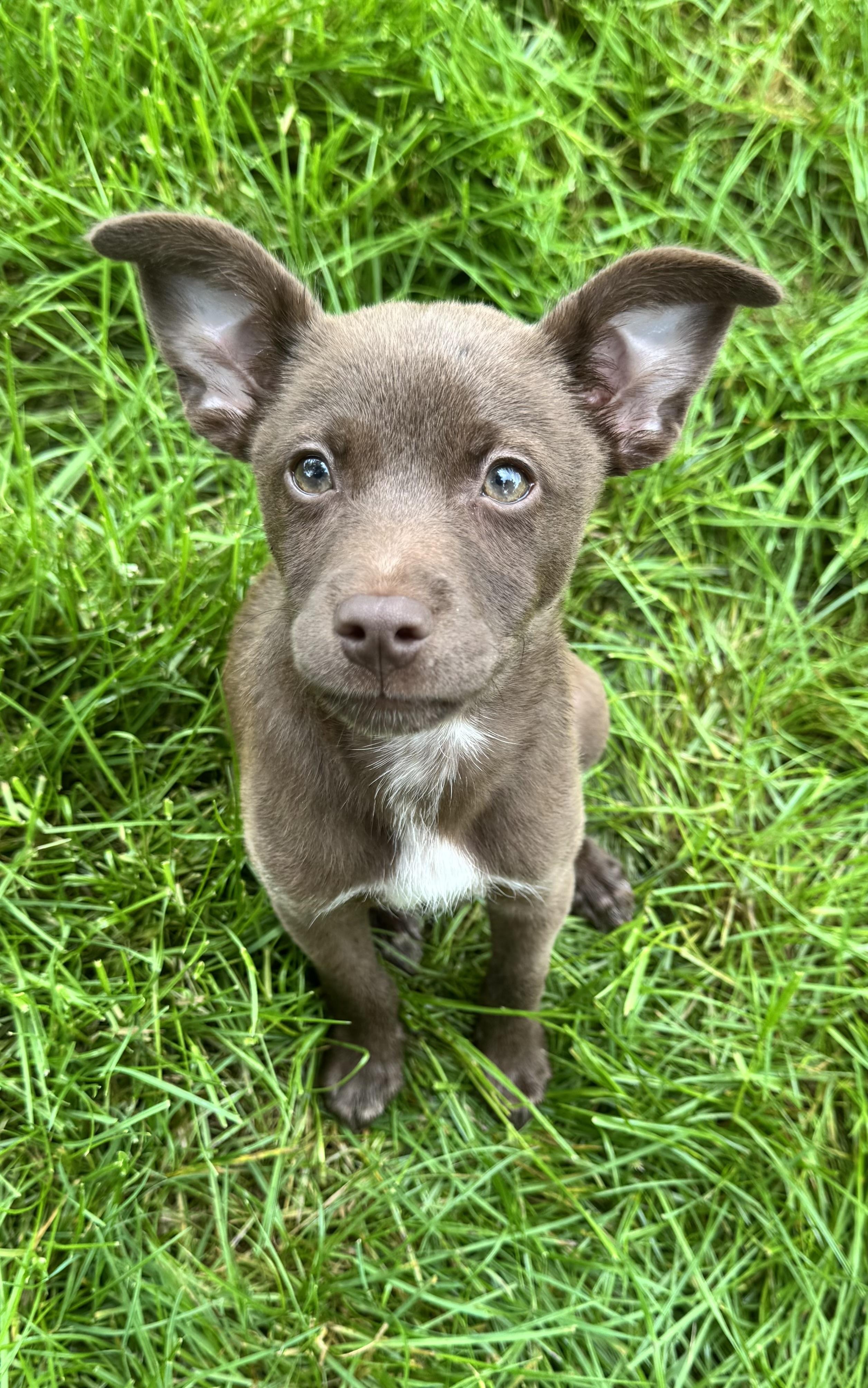 Enlarge Marina, a Adoptable mixed breed in Warrenton, VA image 6/6