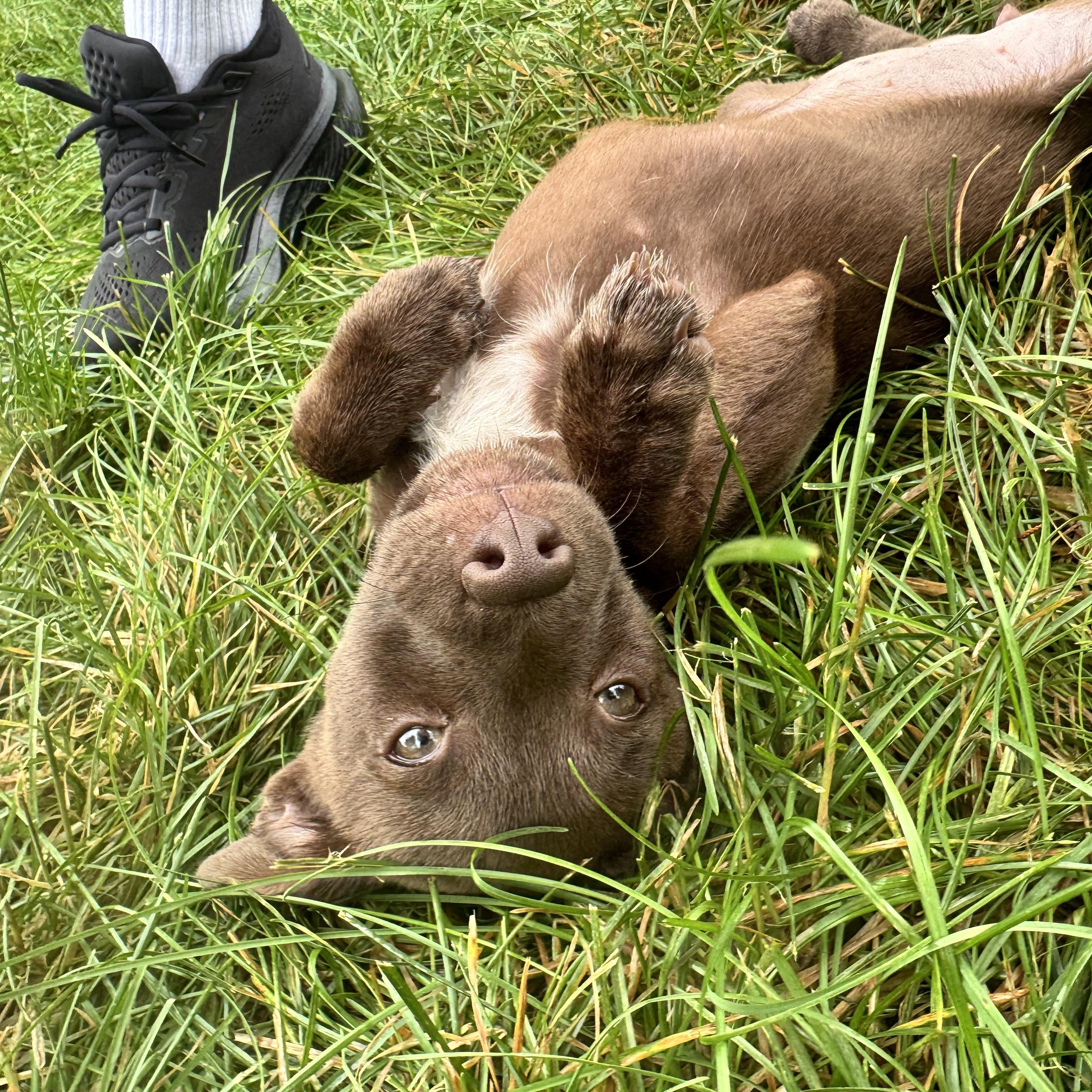Enlarge Marina, a Adoptable mixed breed in Warrenton, VA image 2/6