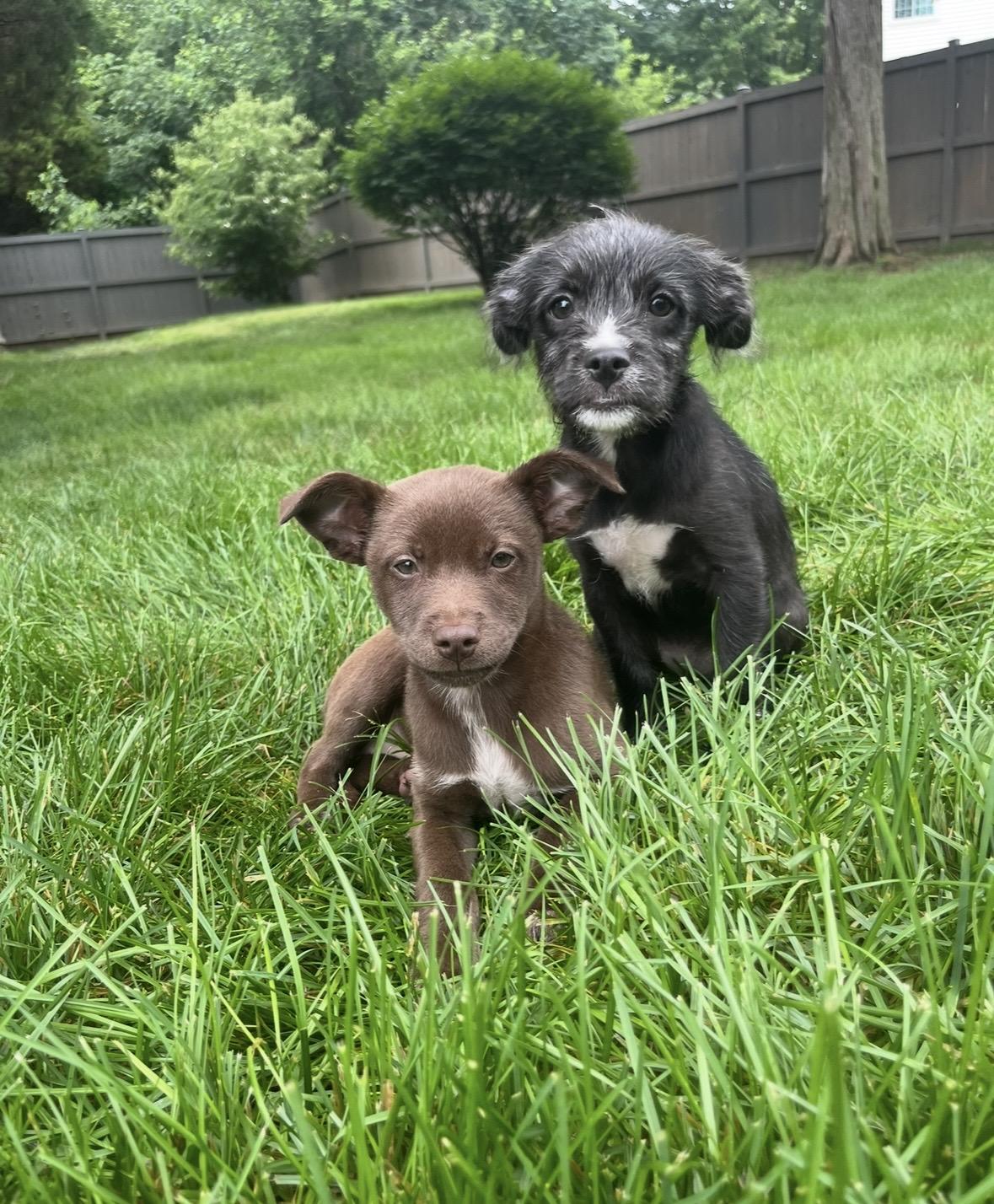Enlarge Marina, a Adoptable mixed breed in Warrenton, VA image 5/6