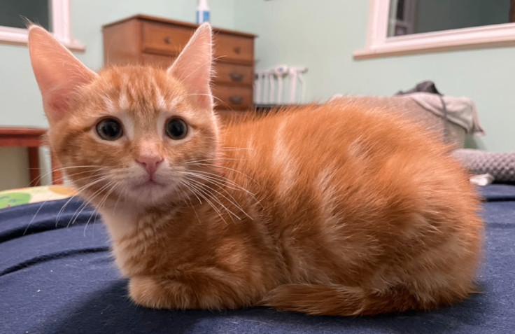 Enlarge Heath, a Adopted Domestic Short Hair in Fayetteville, AR image 1/3