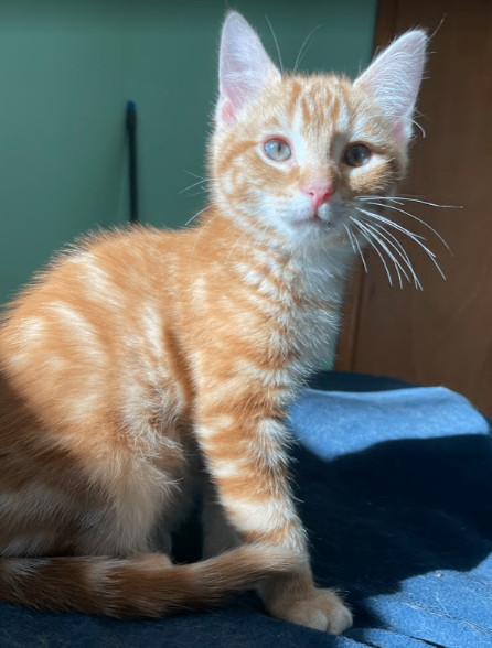 Enlarge Heath, a Adopted Domestic Short Hair in Fayetteville, AR image 2/3