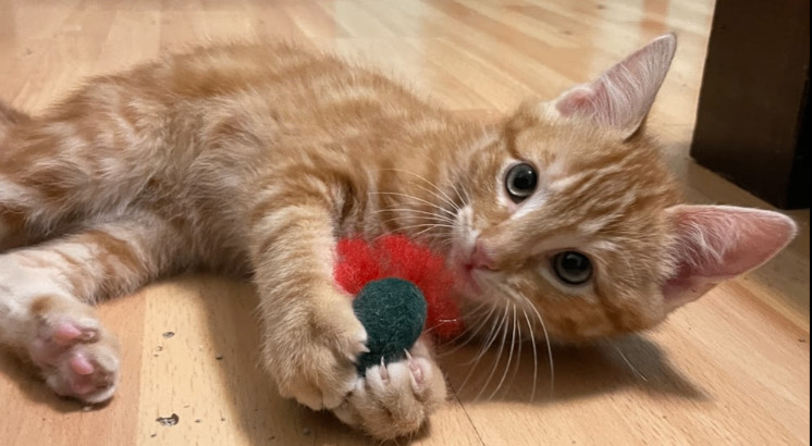 Enlarge Heath, a Adopted Domestic Short Hair in Fayetteville, AR image 3/3