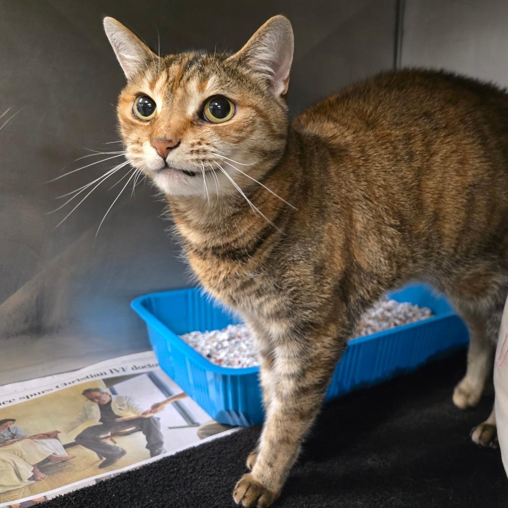 Chickapea, Adoptable, Senior Female Egyptian Mau.