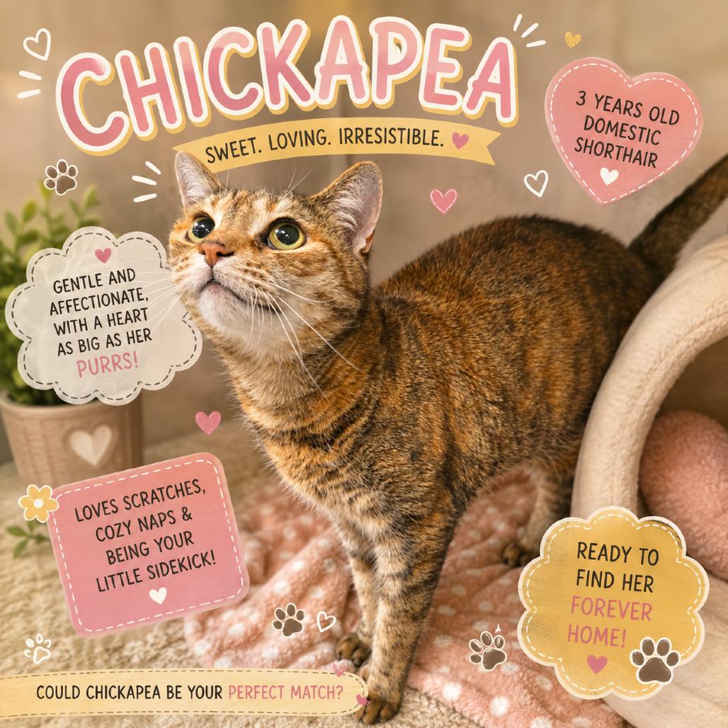 Enlarge Chickapea, a Adoptable Egyptian Mau in Waldorf, MD image 2/5
