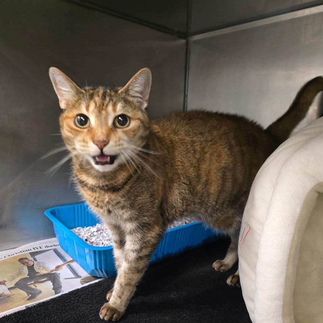 Enlarge Chickapea, a Adoptable Egyptian Mau in Waldorf, MD image 3/5