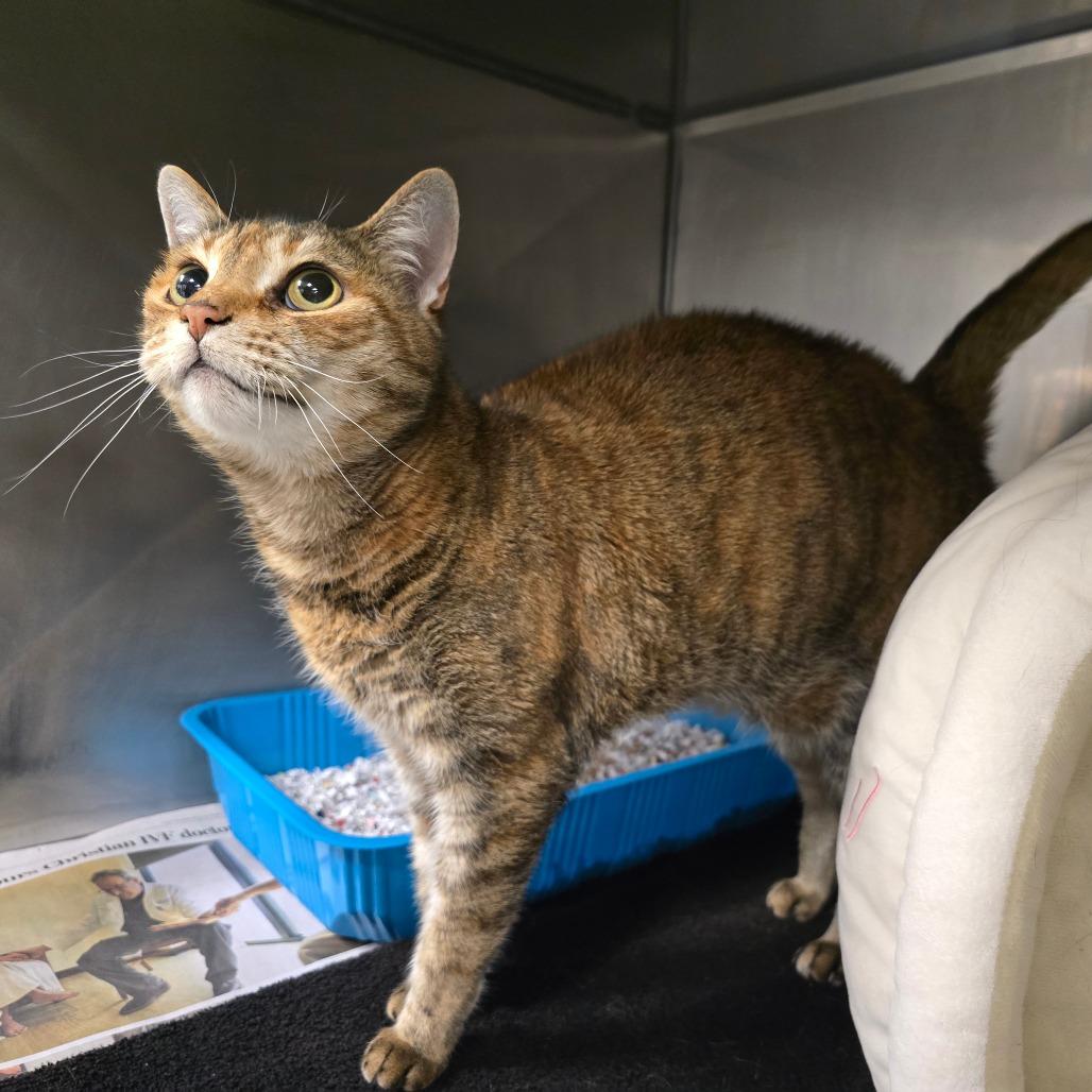 Enlarge Chickapea, a Adoptable Egyptian Mau in Waldorf, MD image 4/5
