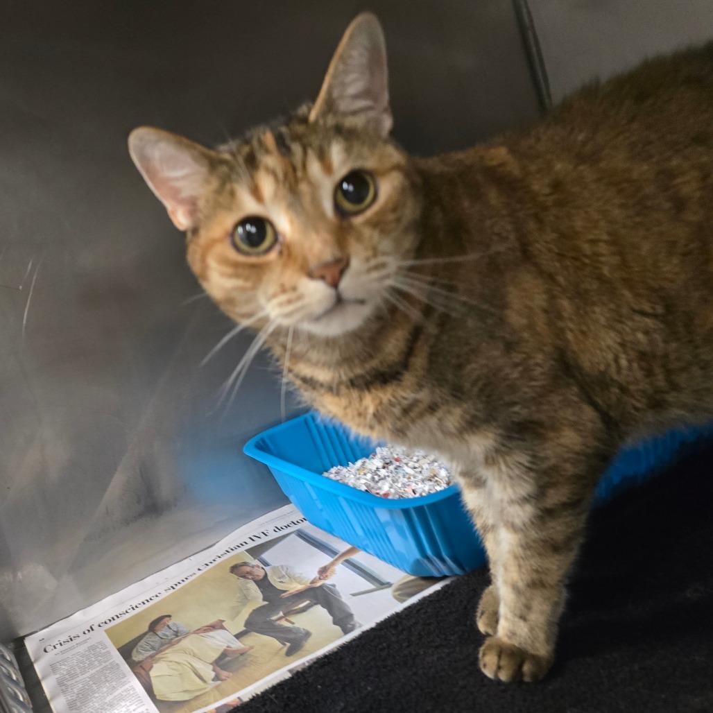 Enlarge Chickapea, a Adoptable Egyptian Mau in Waldorf, MD image 5/5