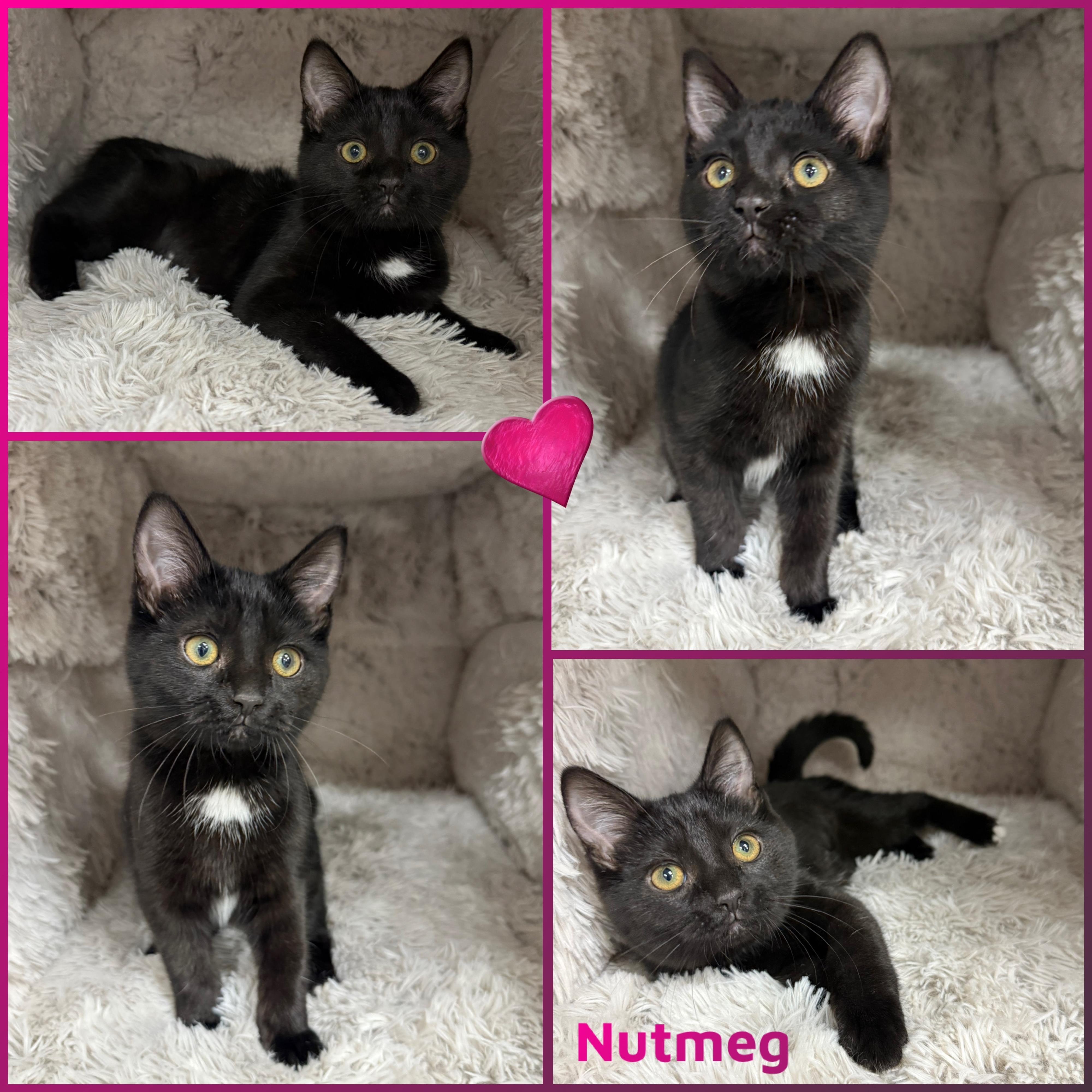 Enlarge Nutmeg, a ADOPTABLE Domestic Short Hair in Louisville, KY image 1/1