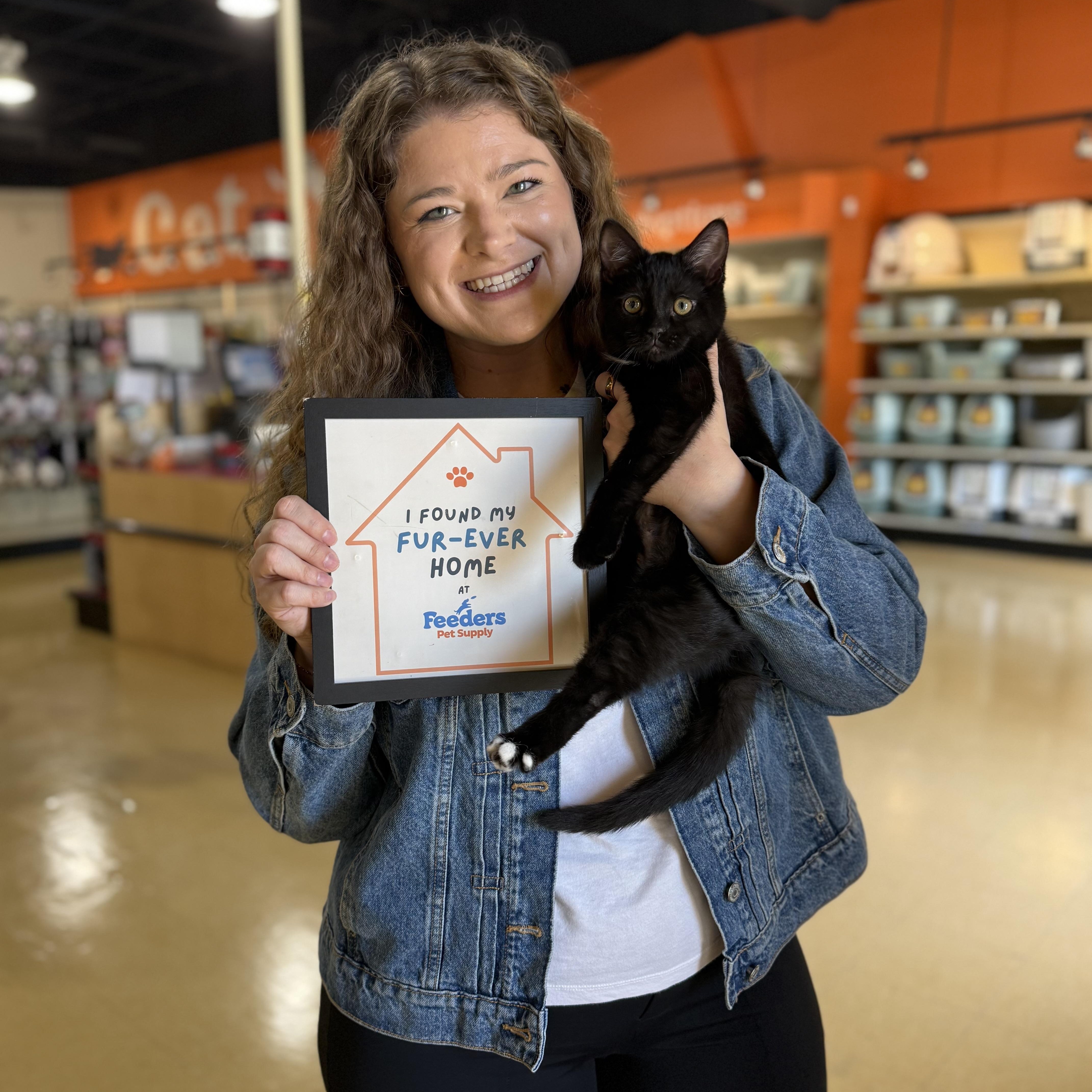 Enlarge Nutmeg, an adopted Domestic Short Hair in Louisville, KY image 2/2