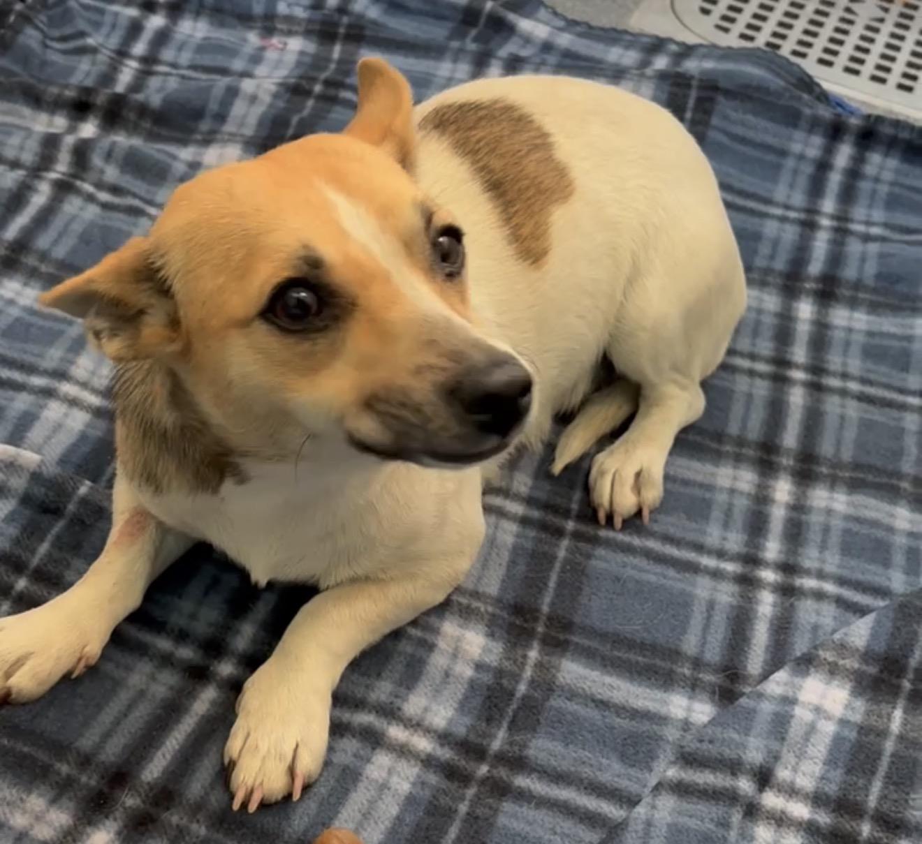 Enlarge Tally, an adopted mixed breed in Portland, ME image 2/2