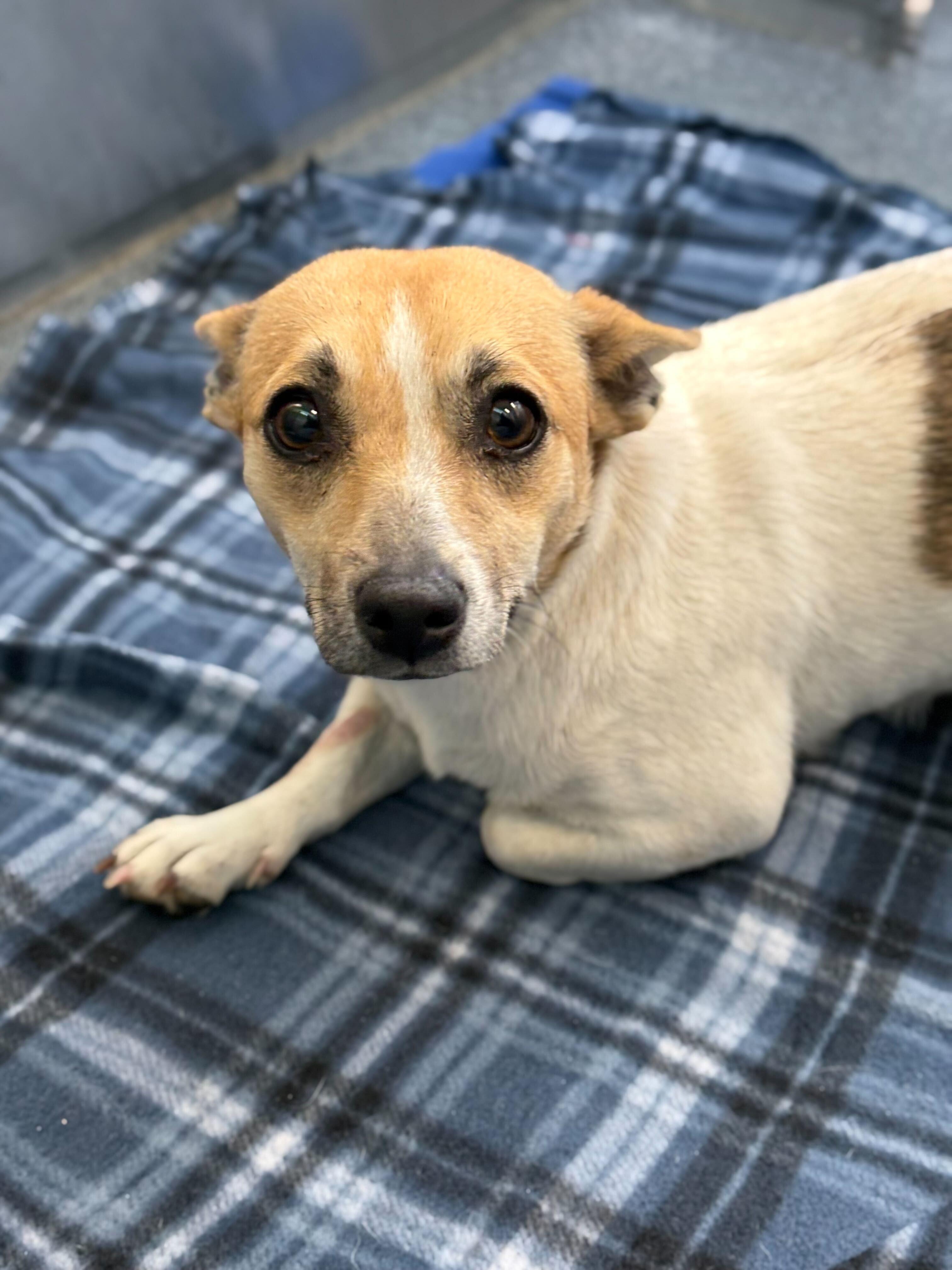 Enlarge Tally, an adopted mixed breed in Portland, ME image 1/2