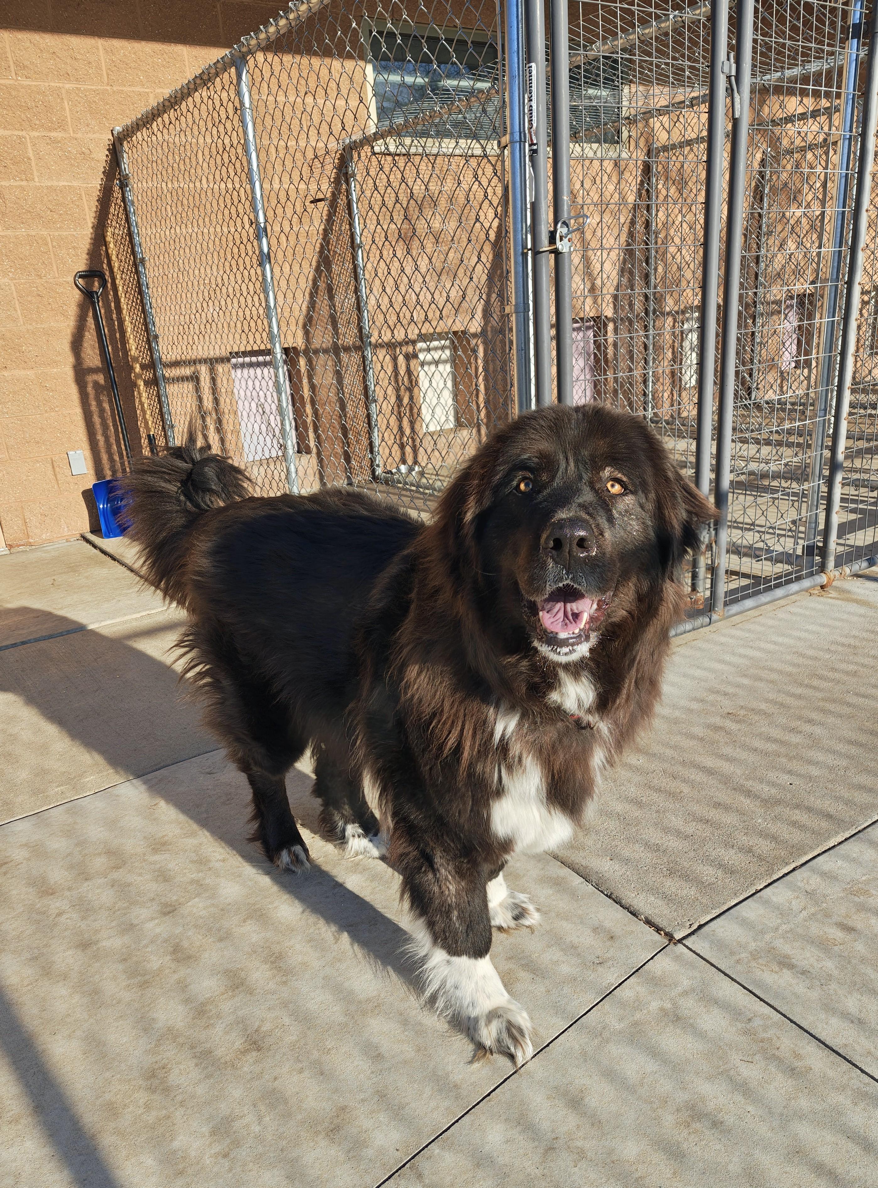 Enlarge Bella, an adopted mixed breed in Oconto, WI image 3/3