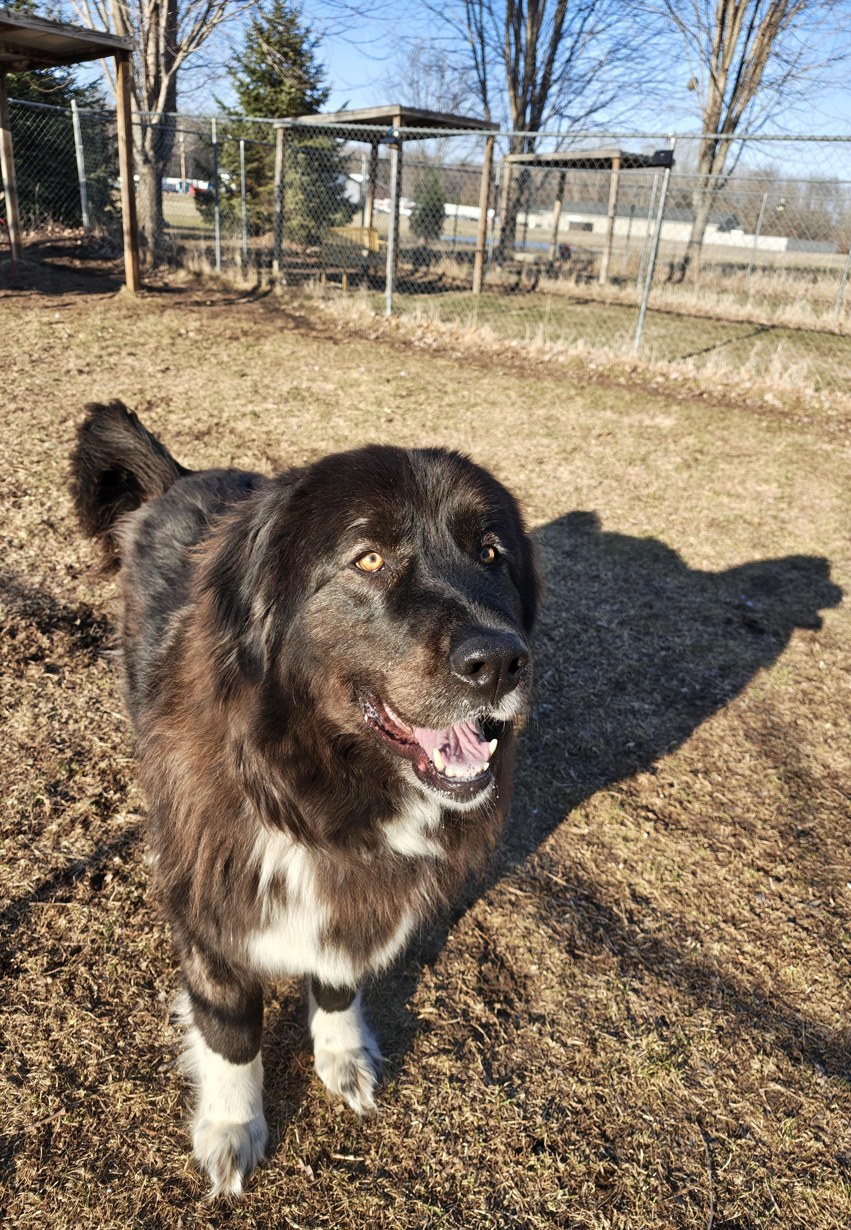 Enlarge Bella, an adopted mixed breed in Oconto, WI image 2/3