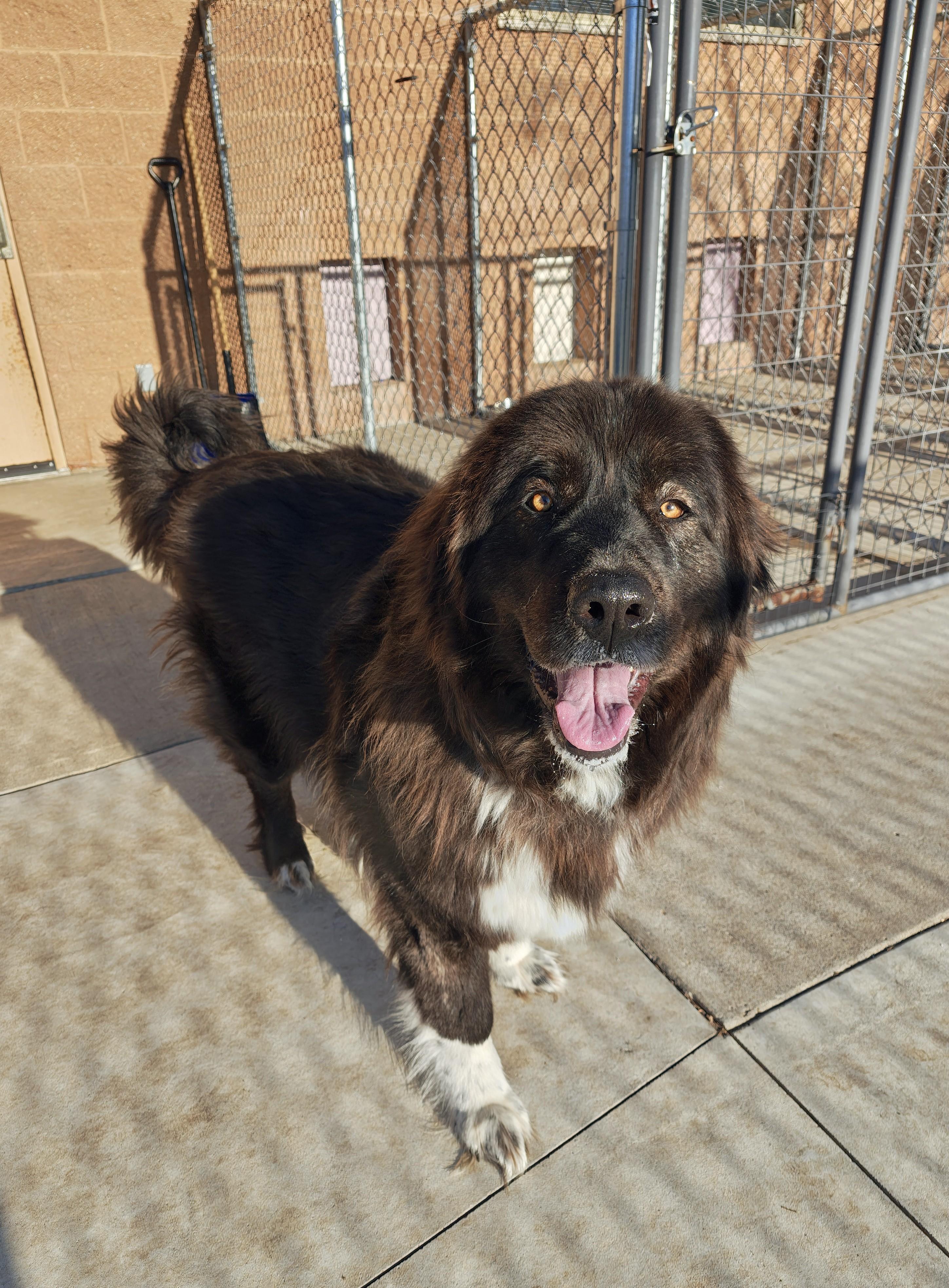 Enlarge Bella, an adopted mixed breed in Oconto, WI image 1/3