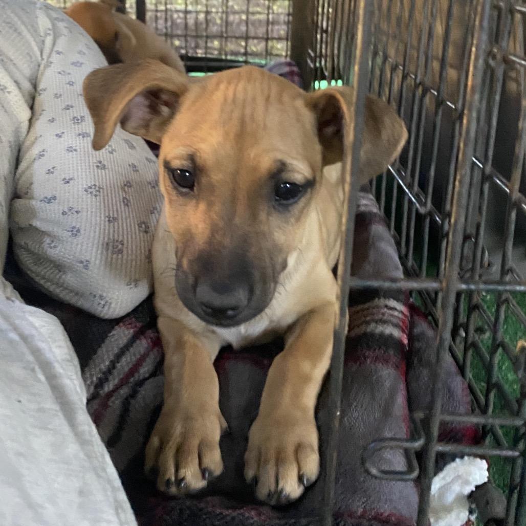 Dorito, Adoptable, Puppy Female Rhodesian Ridgeback & Terrier.