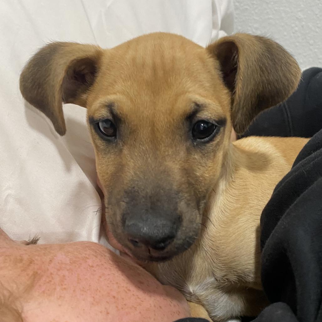 Enlarge Dorito, a Adoptable mixed breed in Escondido, CA image 2/5