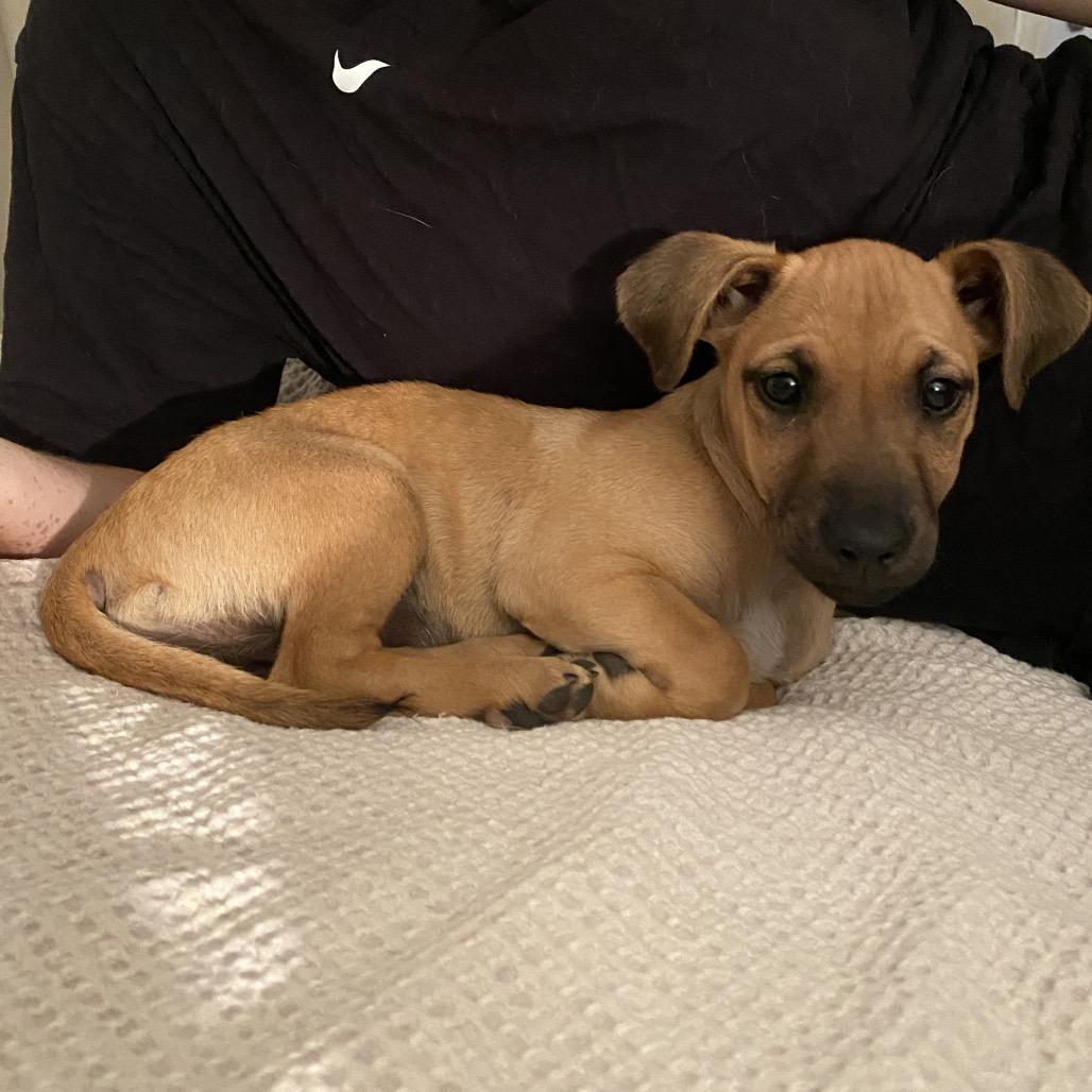 Enlarge Dorito, a Adoptable mixed breed in Escondido, CA image 3/5