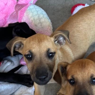 Enlarge Dorito, a Adoptable mixed breed in Escondido, CA image 4/5