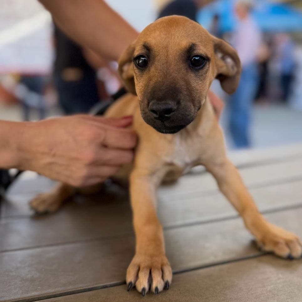 Enlarge Dorito, a Adoptable mixed breed in Escondido, CA image 5/5