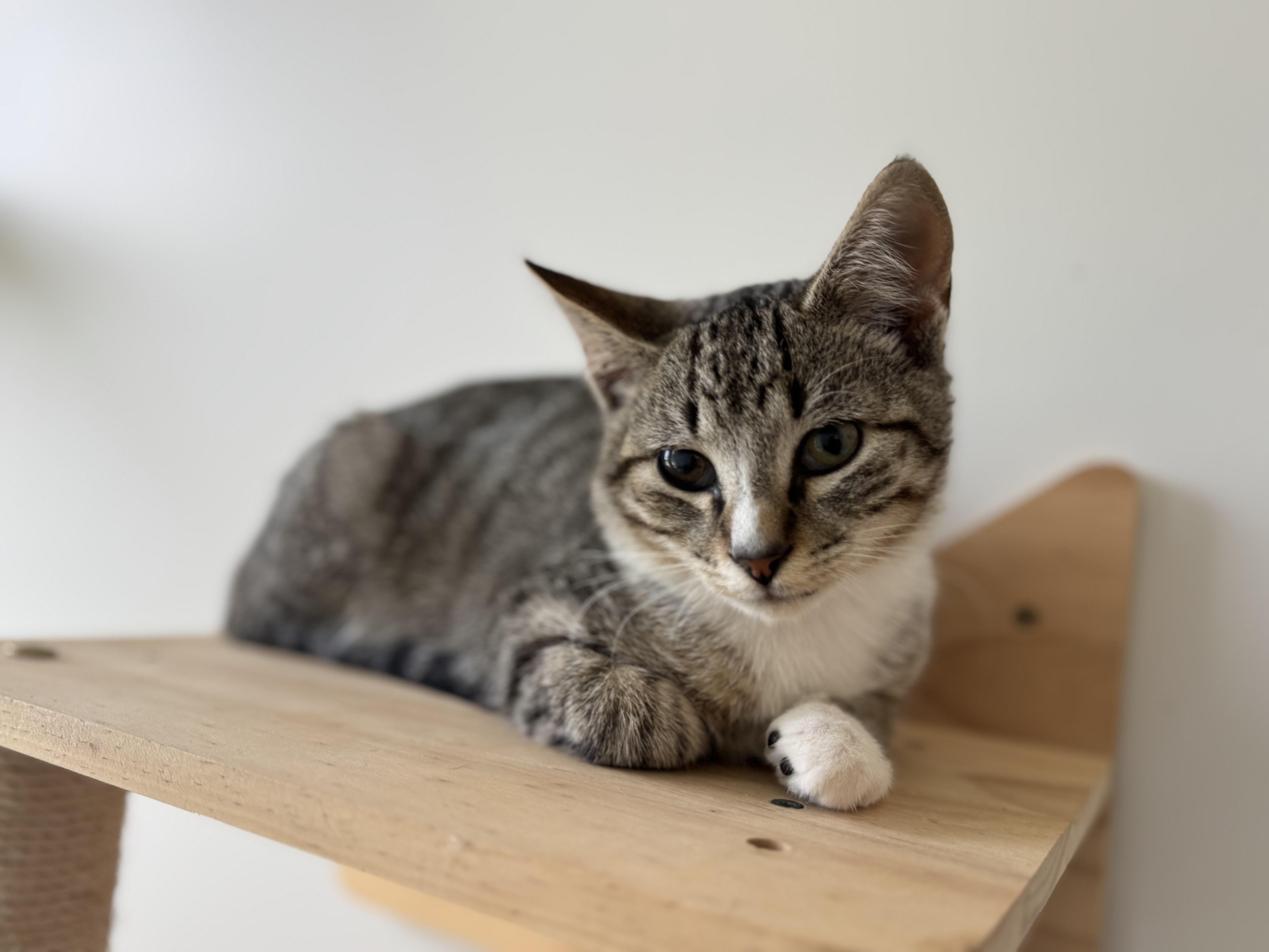 Li Shang, Adoptable, Young Male Domestic Short Hair.