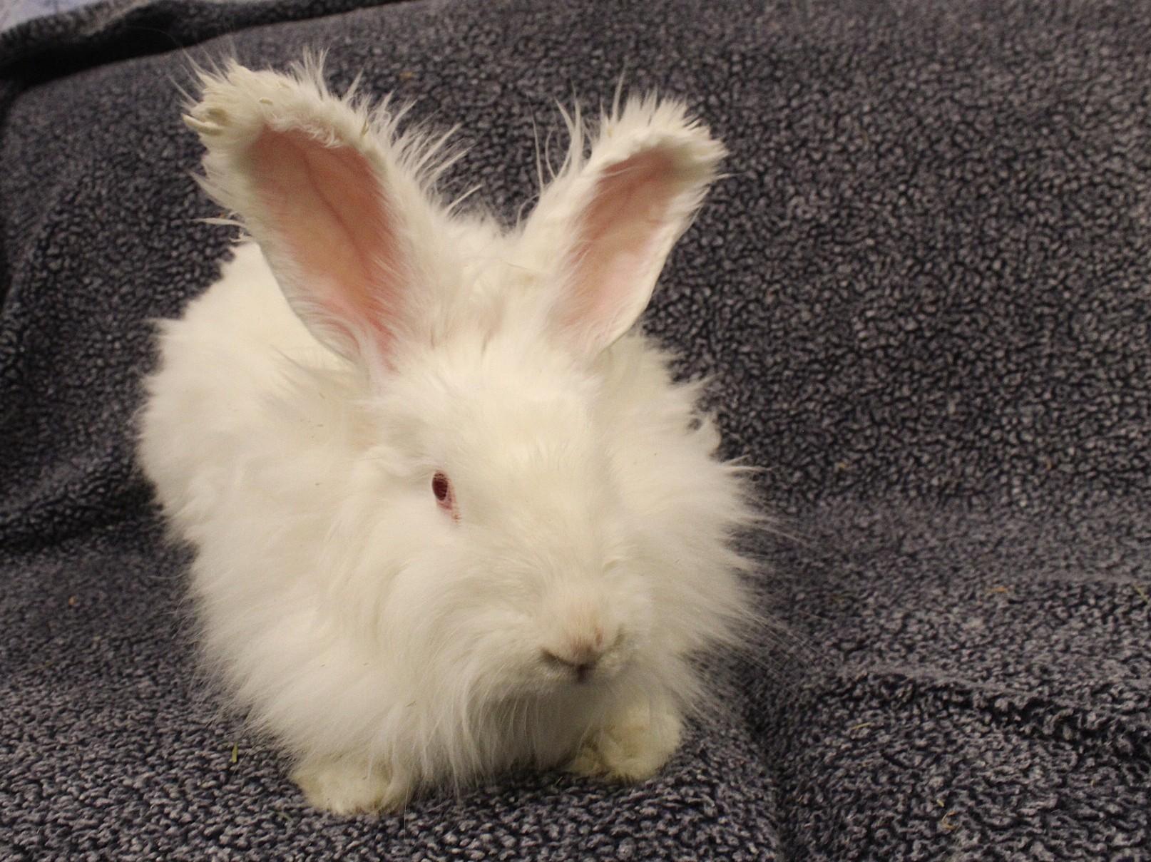 Enlarge Whimsy, a ADOPTABLE Angora Rabbit in Hillside, NJ image 3/3
