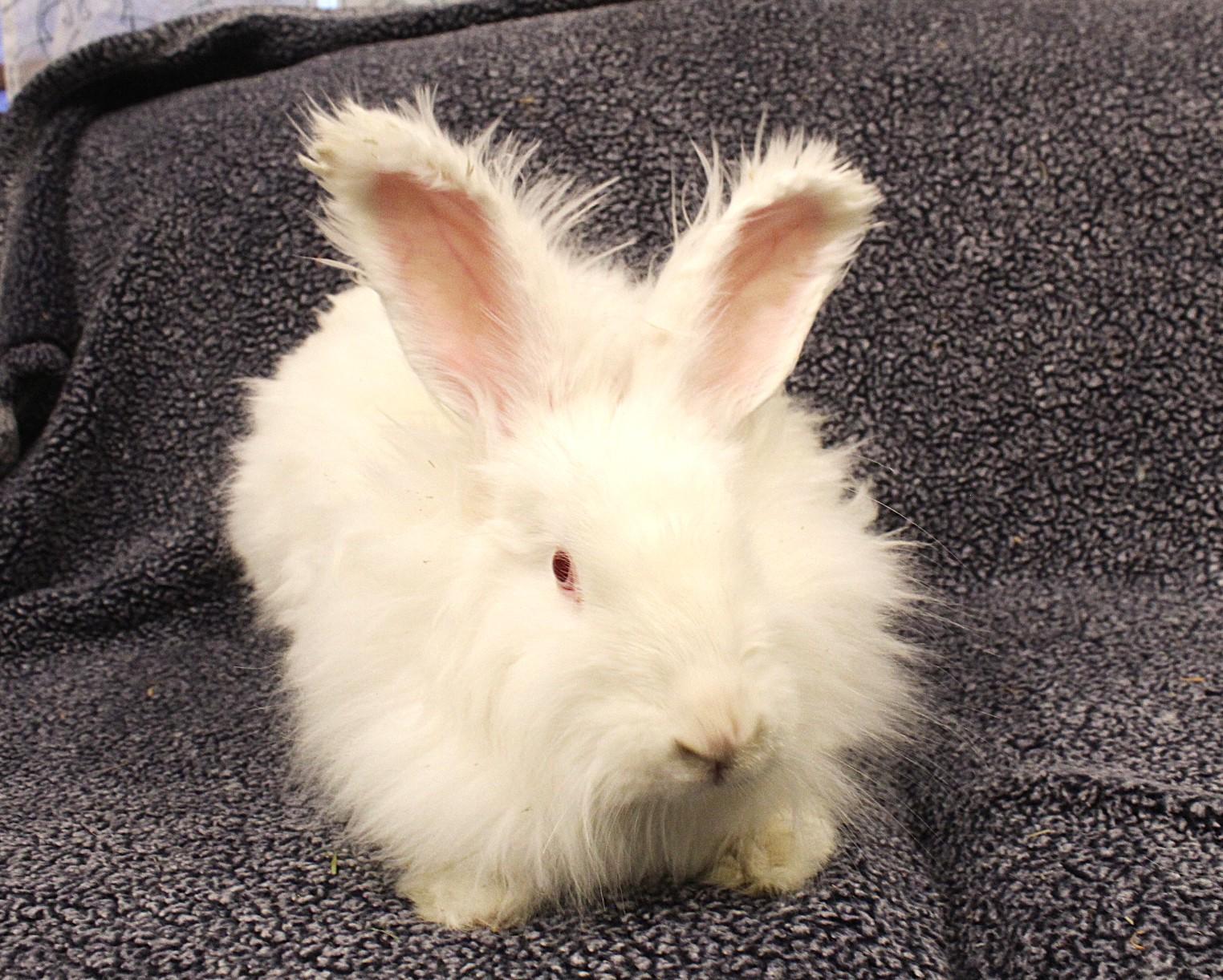 Enlarge Whimsy, a ADOPTABLE Angora Rabbit in Hillside, NJ image 2/3