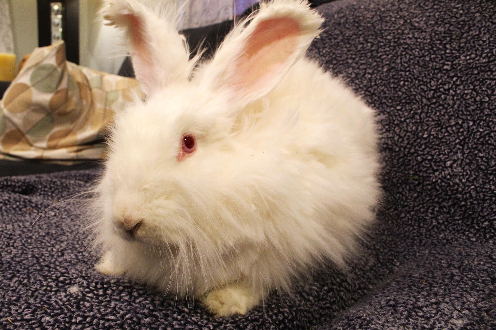 Enlarge Whimsy, a ADOPTABLE Angora Rabbit in Hillside, NJ image 1/3