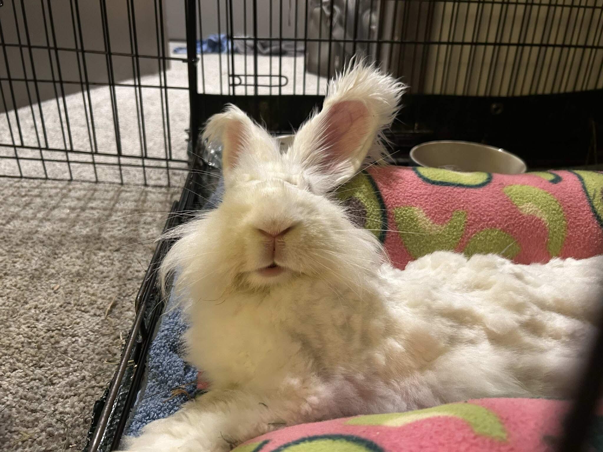Whimsy, ADOPTABLE, Adult Female Angora Rabbit.