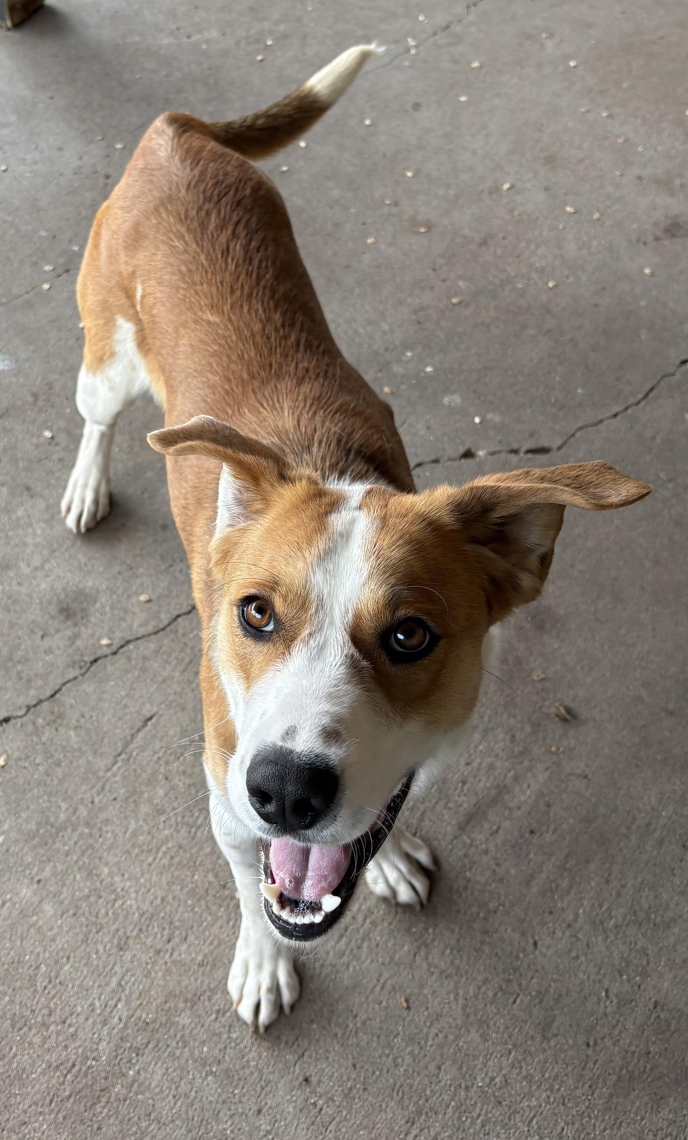 Enlarge Caboose, a ADOPTABLE Hound in Plano, TX image 5/5