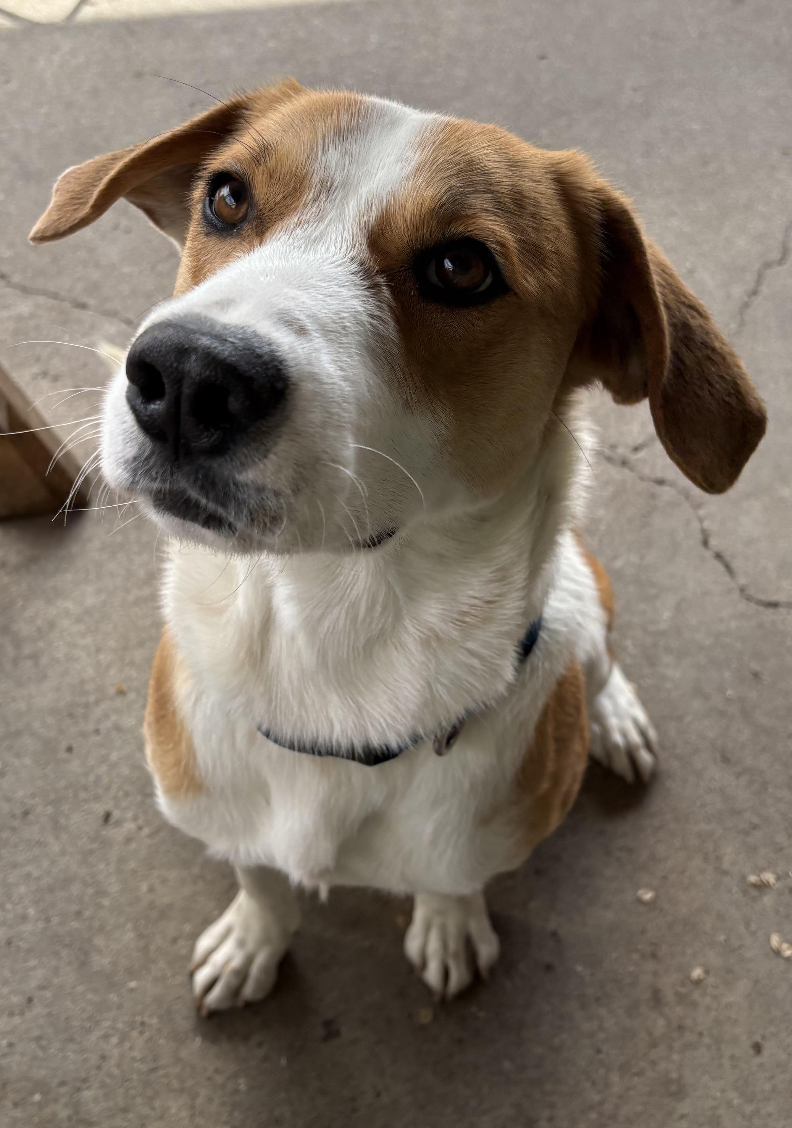 Enlarge Caboose, a ADOPTABLE Hound in Plano, TX image 3/5
