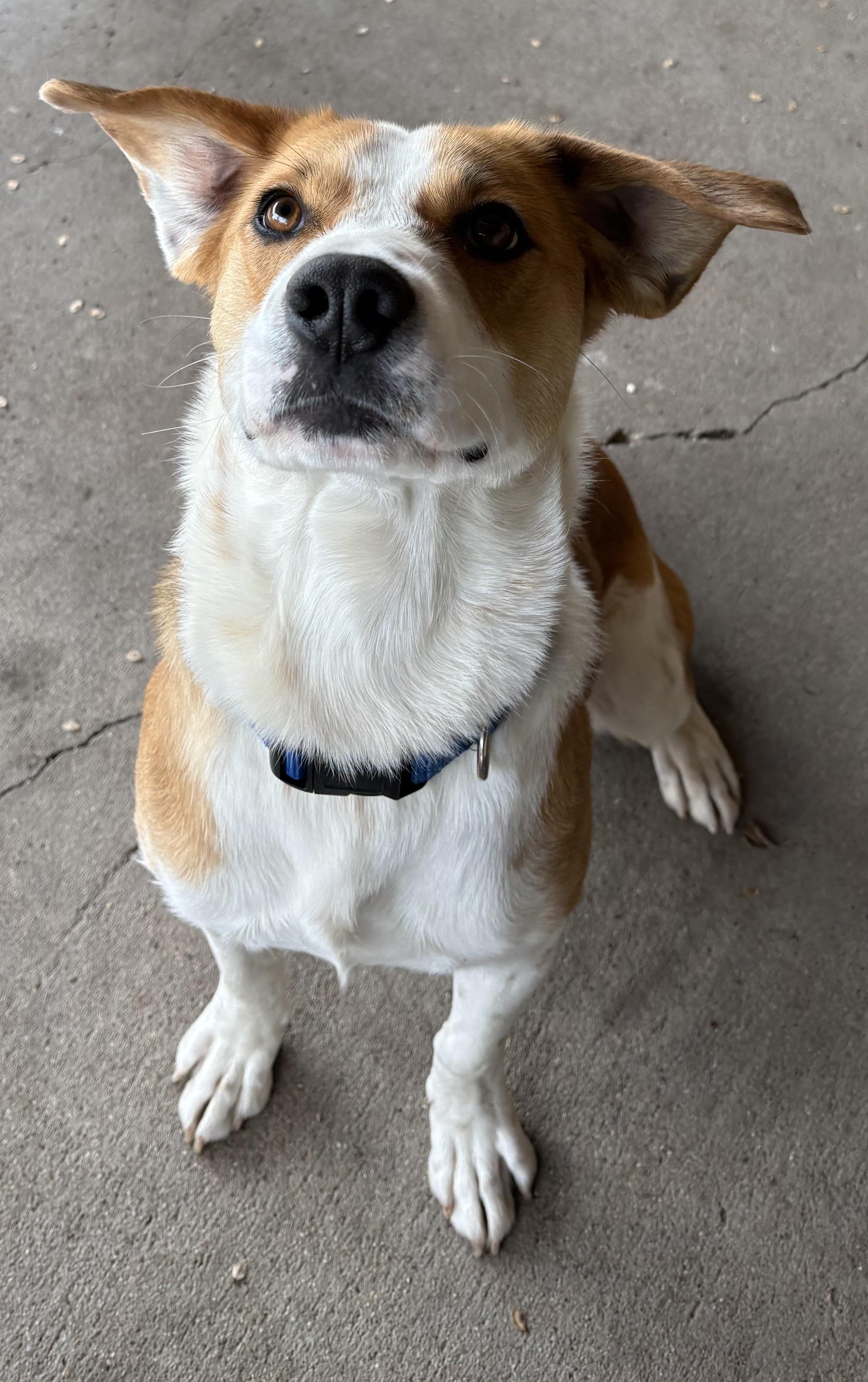 Enlarge Caboose, a ADOPTABLE Hound in Plano, TX image 4/5