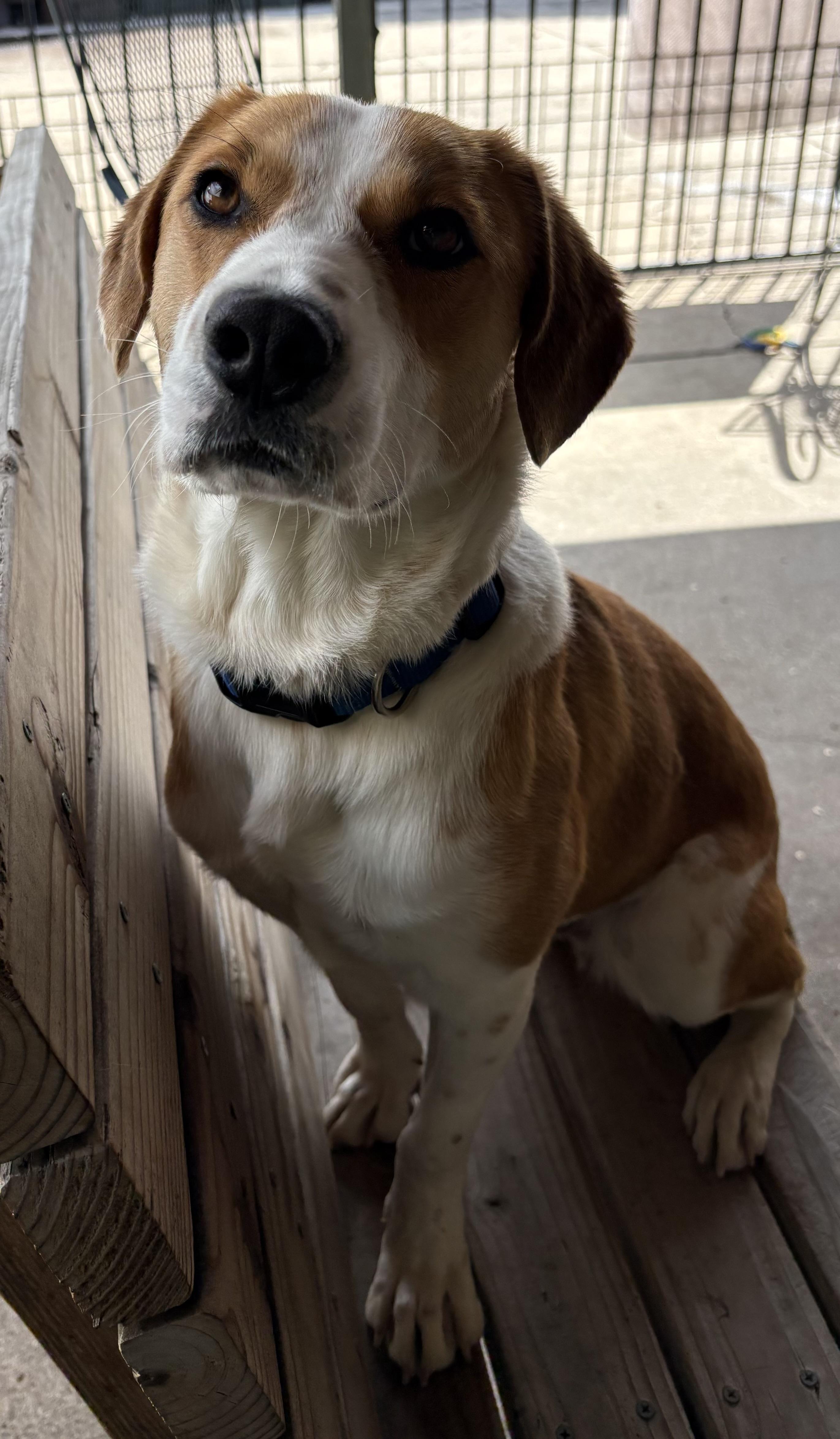 Enlarge Caboose, a ADOPTABLE Hound in Plano, TX image 1/5