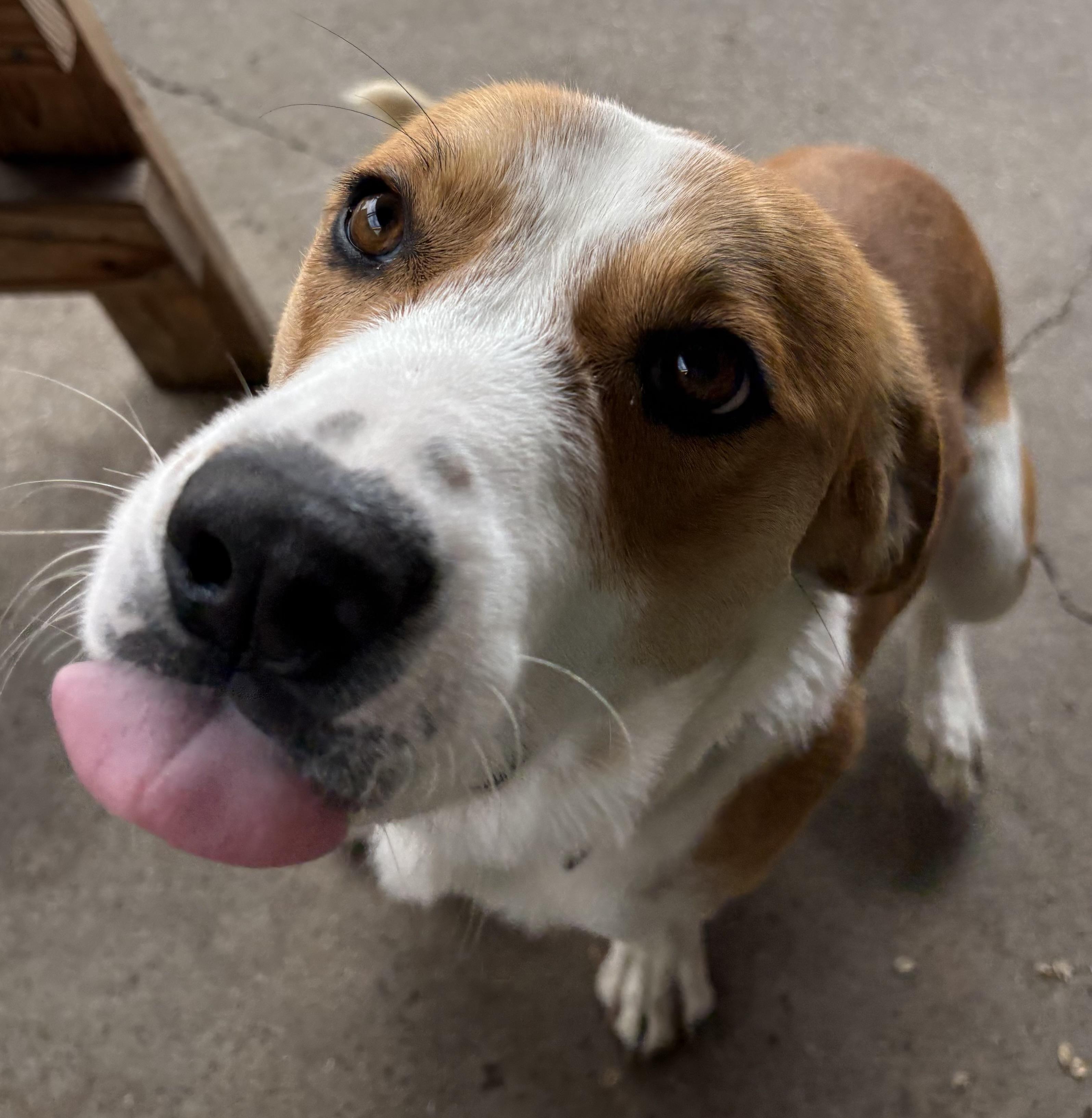 Enlarge Caboose, a ADOPTABLE Hound in Plano, TX image 2/5