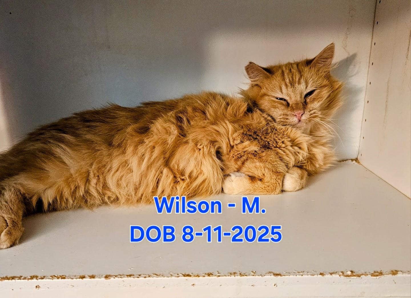 Enlarge Wilson, an adopted Tabby in Nucla, CO image 1/1