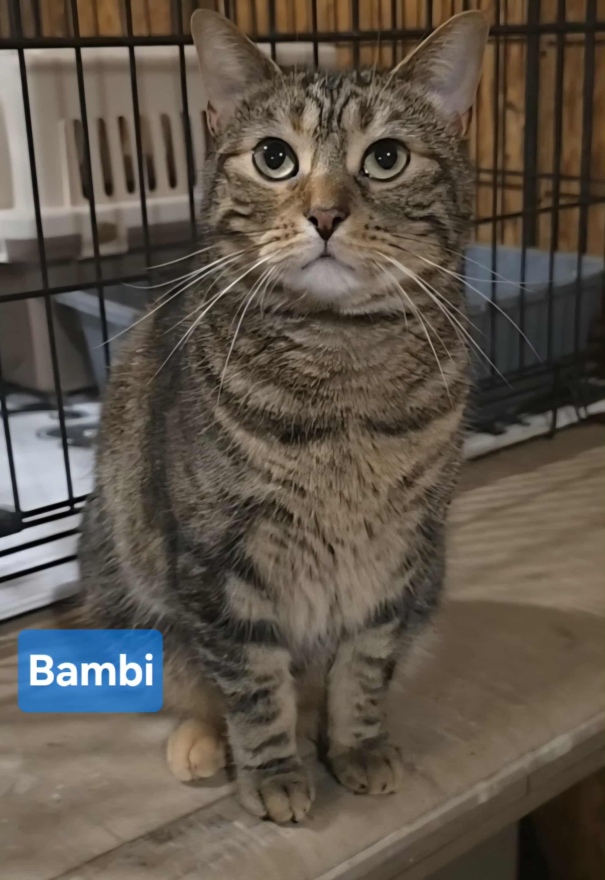 Bambi, a Adoptable Tabby in Stevensville, ON image 1/2