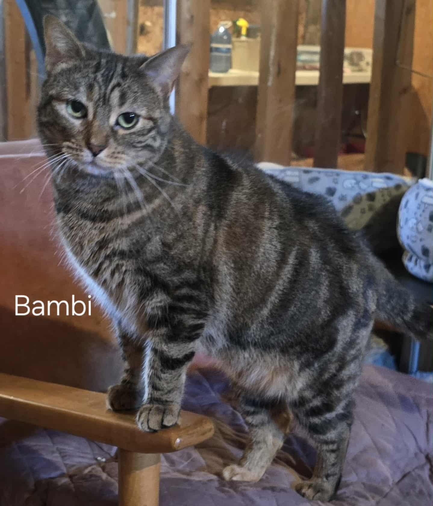 Bambi