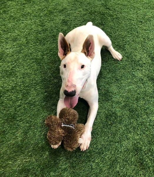 Koda, Adopted, Senior Female Bull Terrier.