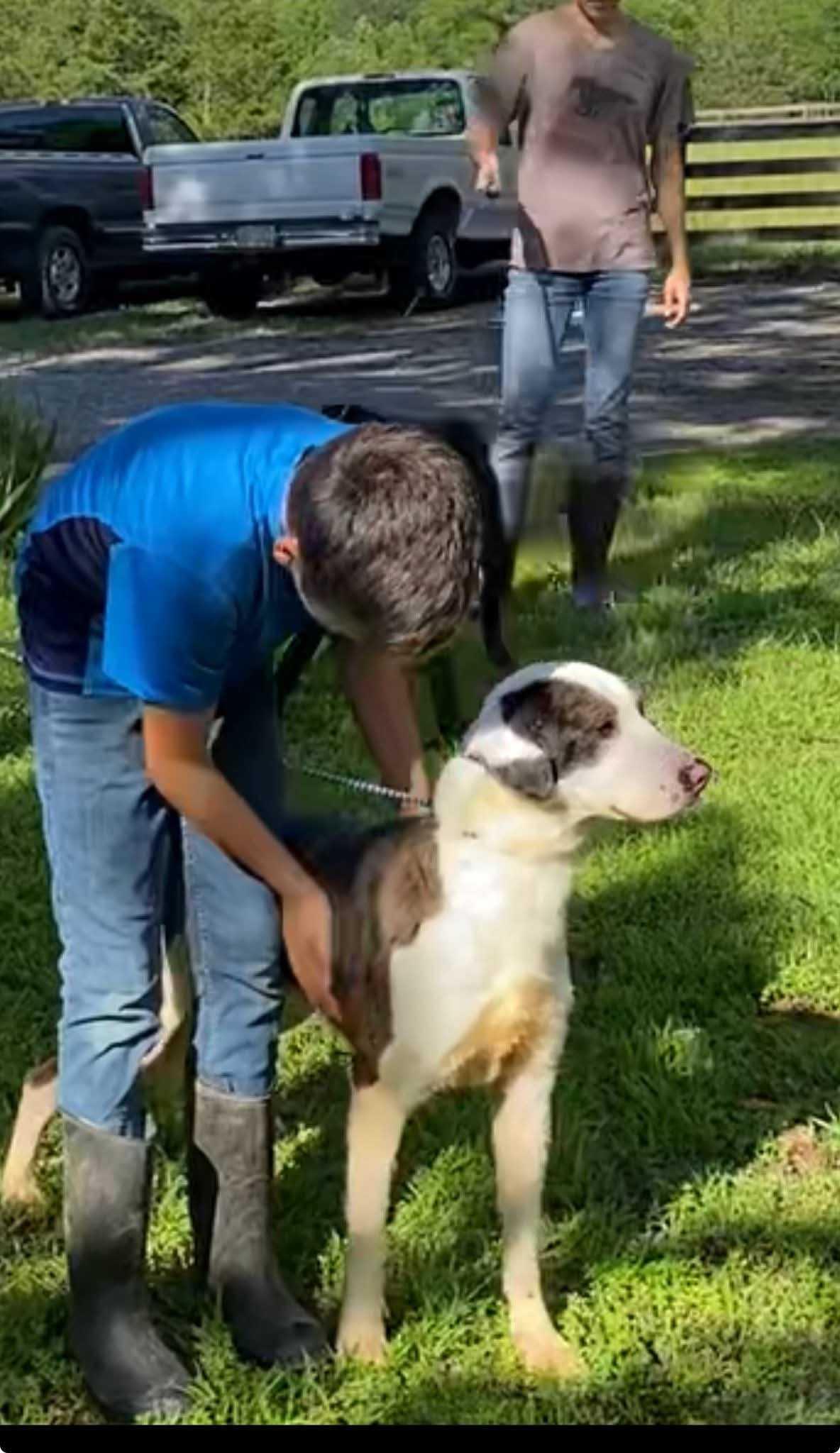 Enlarge Whiskey, a Adoptable Mixed Breed in Fairfield, NJ image 2/6