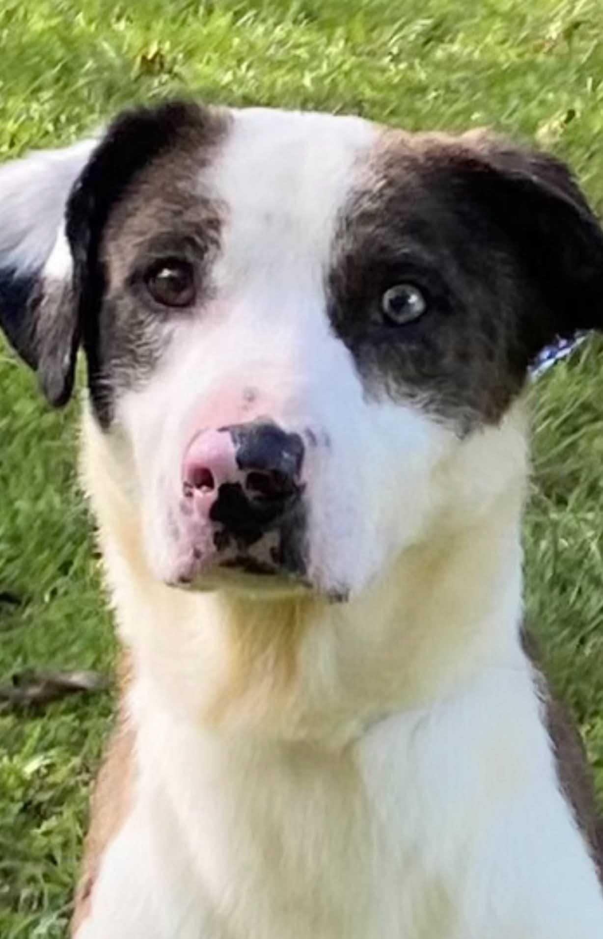 Enlarge Whiskey, a Adoptable Mixed Breed in Fairfield, NJ image 3/6