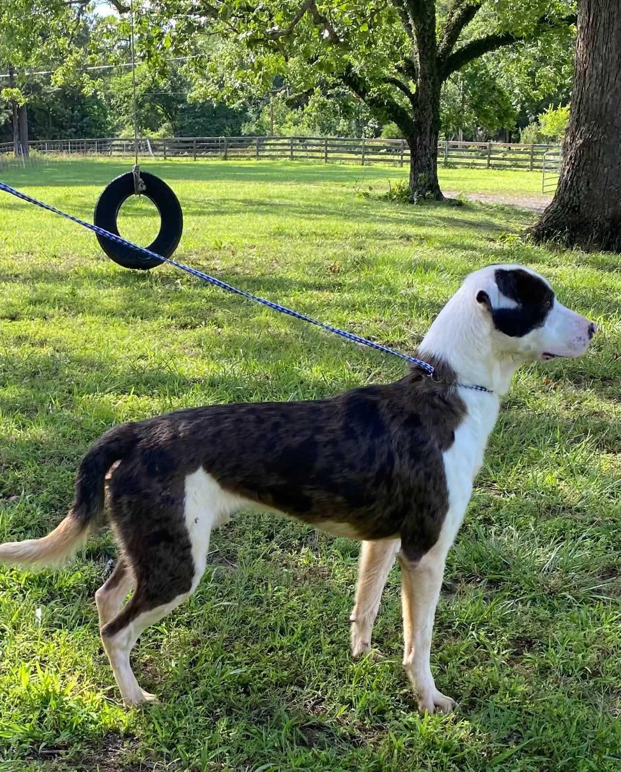 Enlarge Whiskey, a Adoptable Mixed Breed in Fairfield, NJ image 4/6