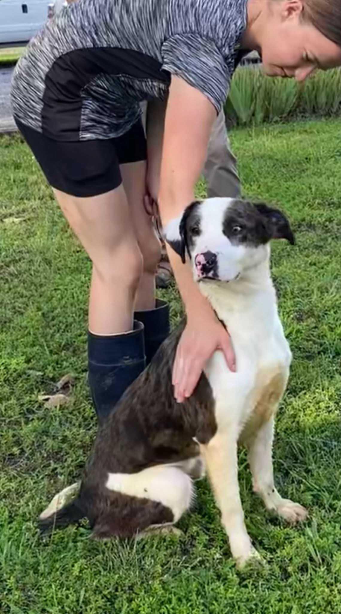 Enlarge Whiskey, a Adoptable Mixed Breed in Fairfield, NJ image 5/6