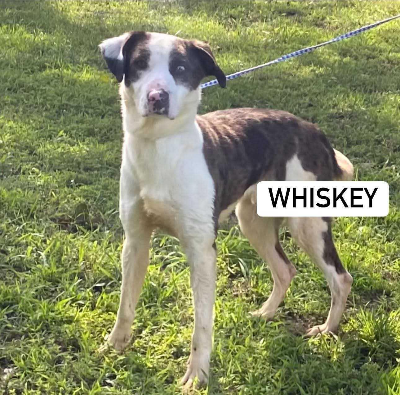 Enlarge Whiskey, a Adoptable Mixed Breed in Fairfield, NJ image 6/6