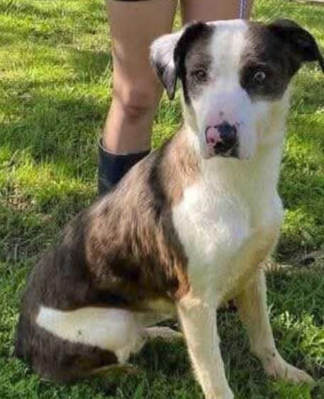 Whiskey, Adoptable, Adult Male Mixed Breed.