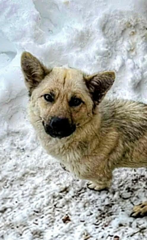 Sally Field (20260302-03) — thumbnail 4