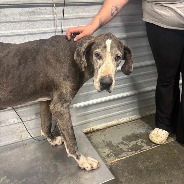Enlarge Samson, a Adoptable Great Dane in North Charleston, SC image 1/6